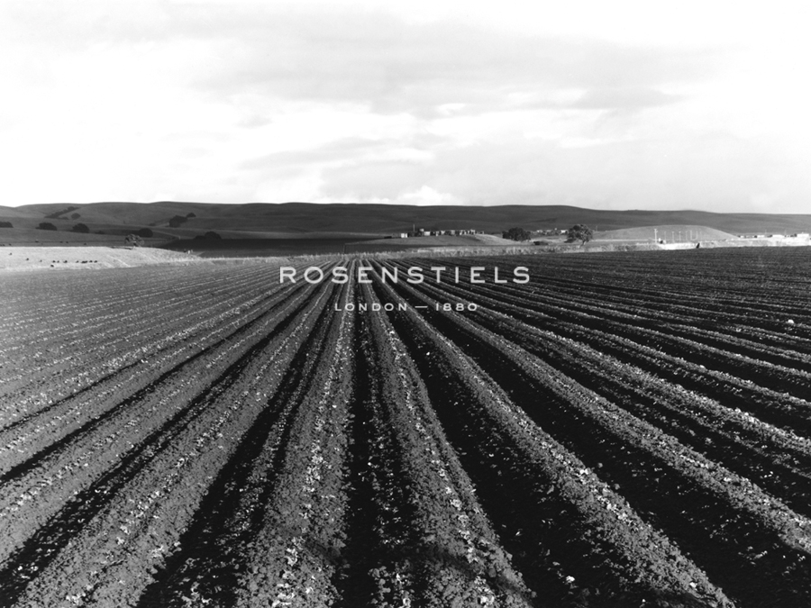 Pea Fields Near San Juan Bautista, California - Dorothea Lange