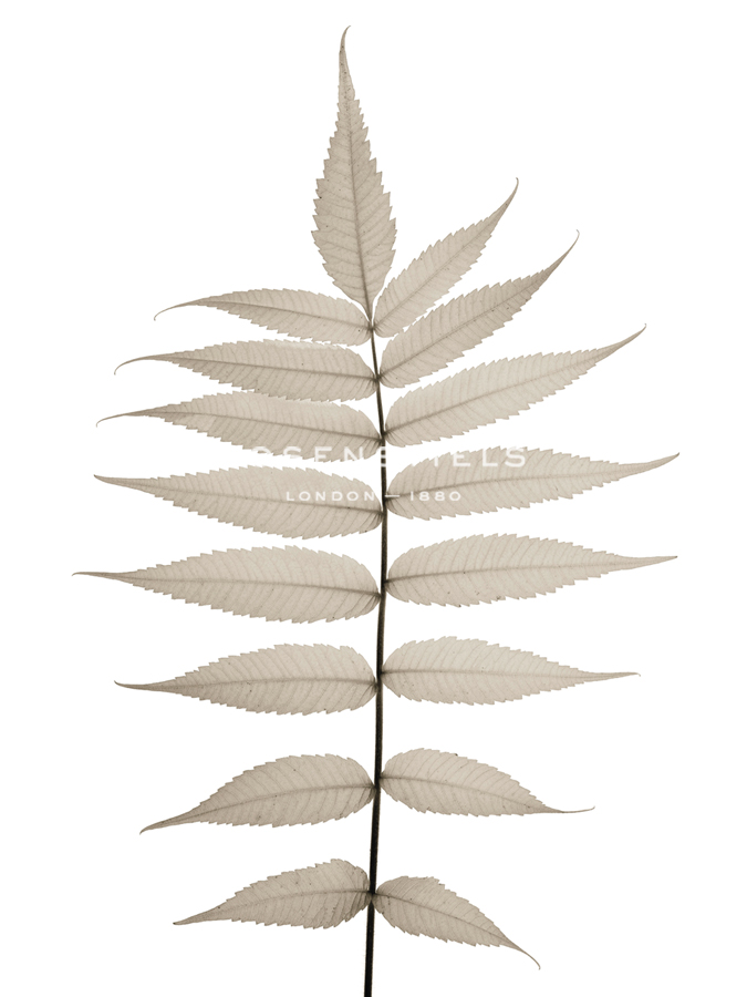 Lithe Leaves - Assaf Frank