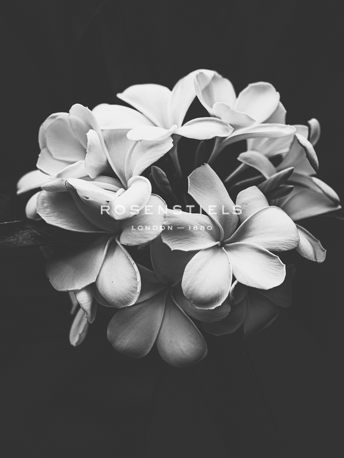 Midnight Cluster - Florian Schleinig