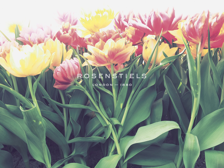 Summer Brilliance - Florian Schleinig