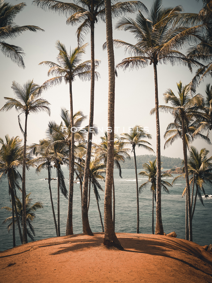 Palm Chorus - Florian Schleinig