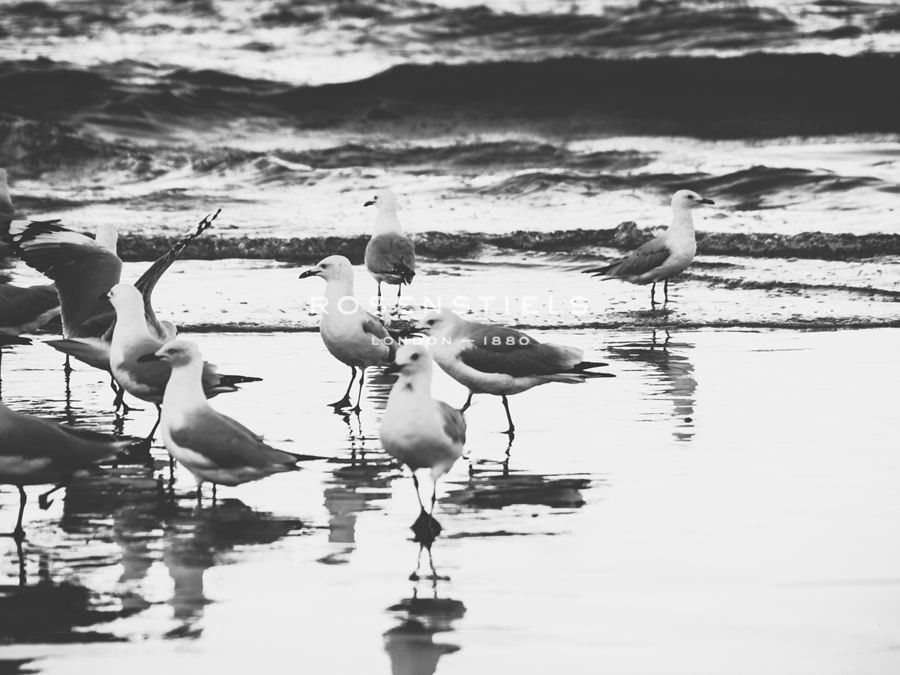 Gull Cluster - Florian Schleinig