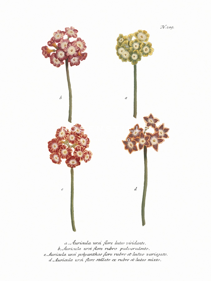 Auricula - Maria Mendez