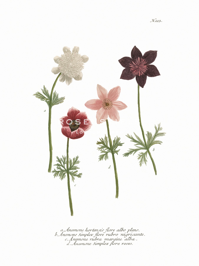 Anemone - Maria Mendez