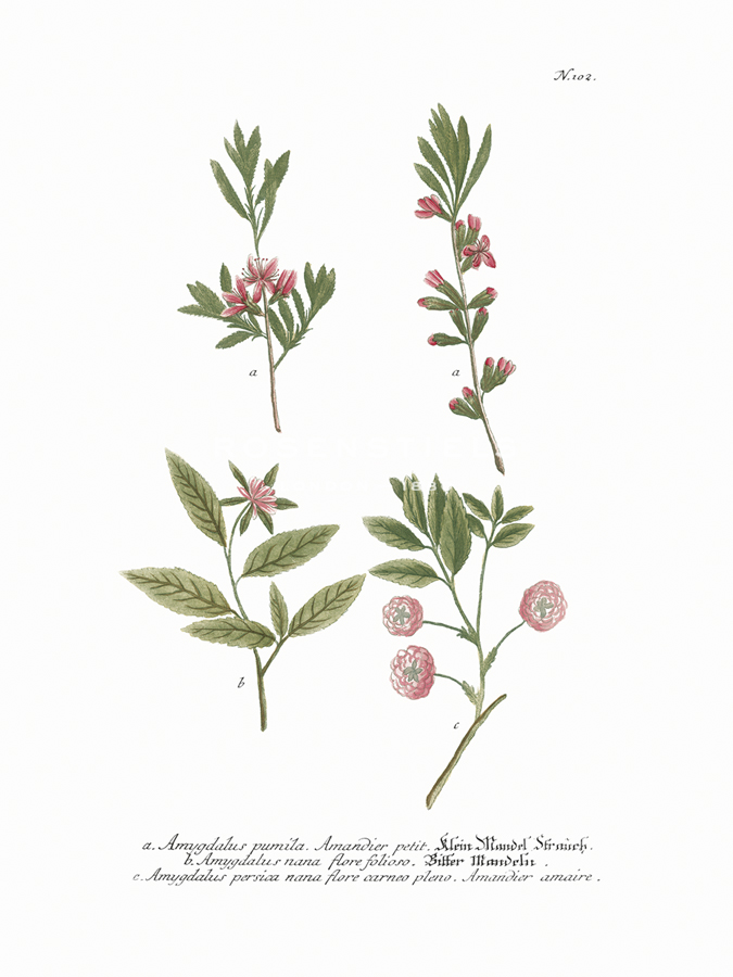Amygdalus - Maria Mendez