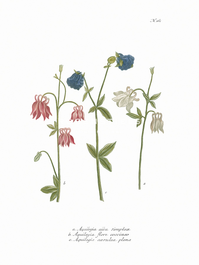Aquilegia - Maria Mendez