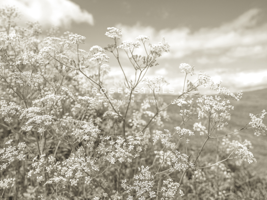 Summer Fields - Neutral - Assaf Frank