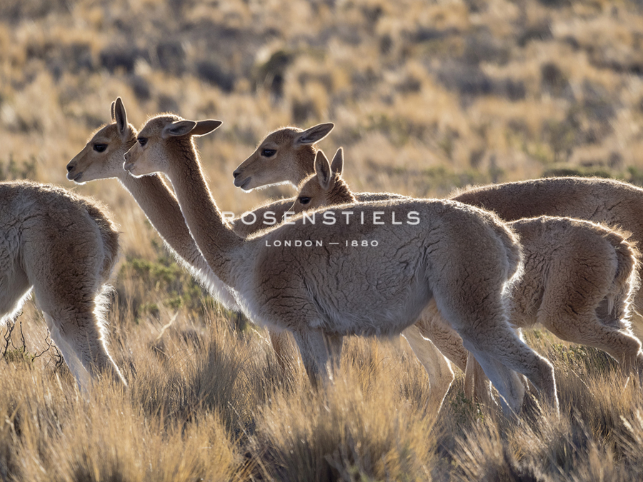 Family Adventure - Martin Zwick