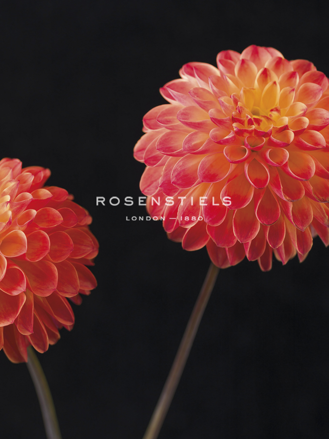 Dazzling Dahlias - Assaf Frank