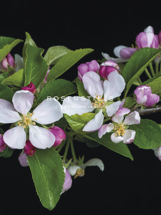 Apple Blossom Time - Assaf Frank