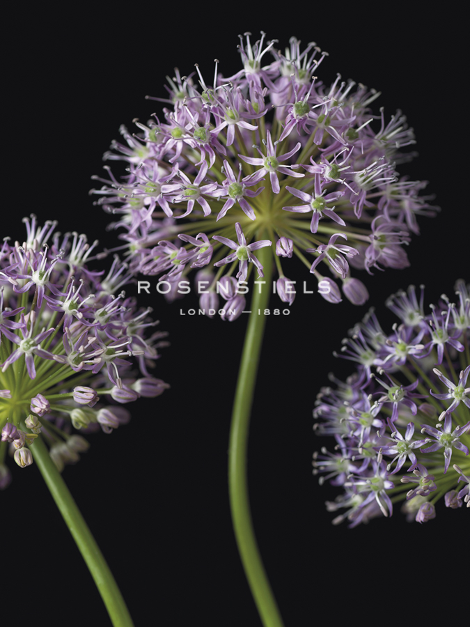Airy Alliums - Assaf Frank