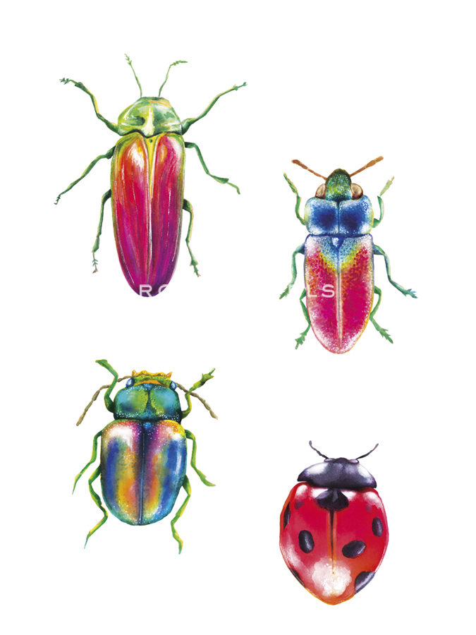 Bug Quartet - Larisa Hernandez