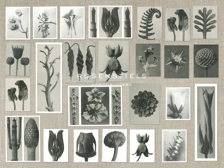 Plant Pictorial - Karl Blossfeldt