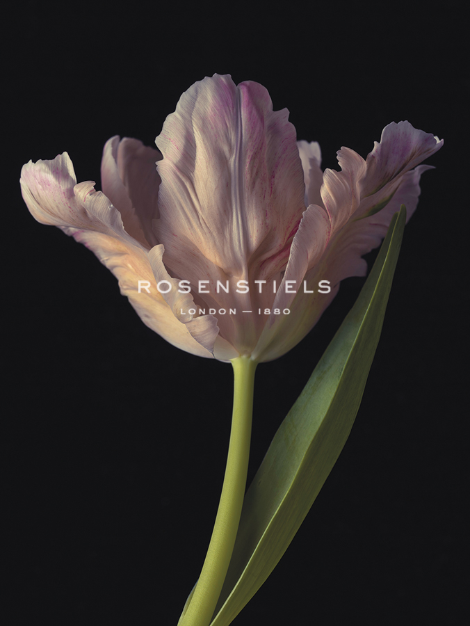 Tantalising Tulip - Assaf Frank
