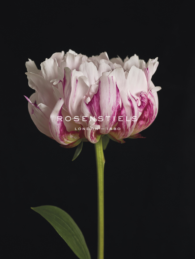 Perfect Peony - Assaf Frank