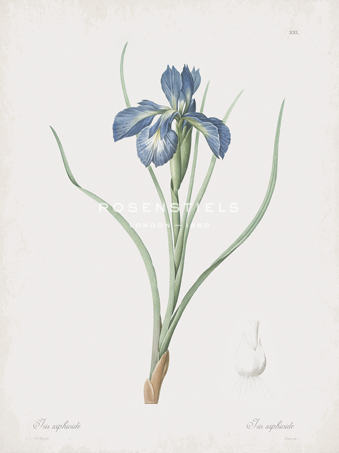 Iris Xiphioides - Pierre Joseph Redoute