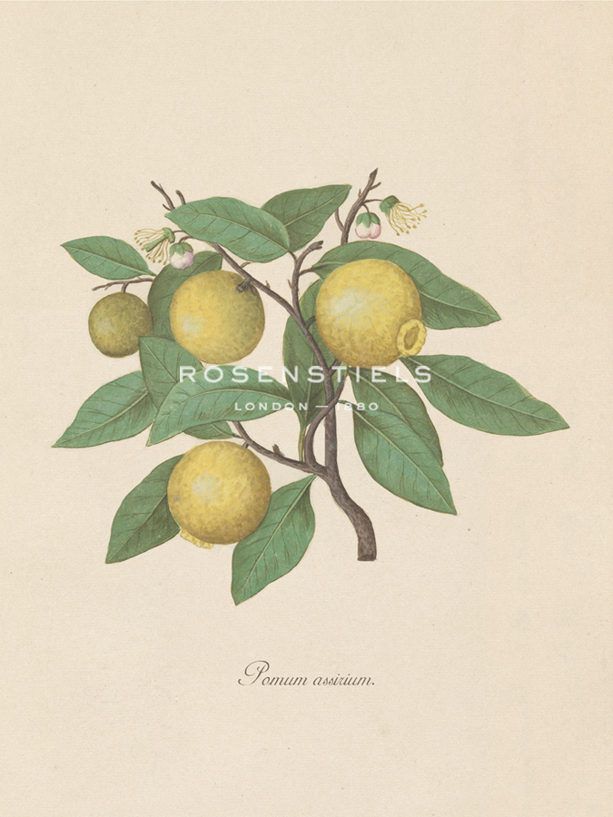 Pomum Assirium - Elias Verhulst