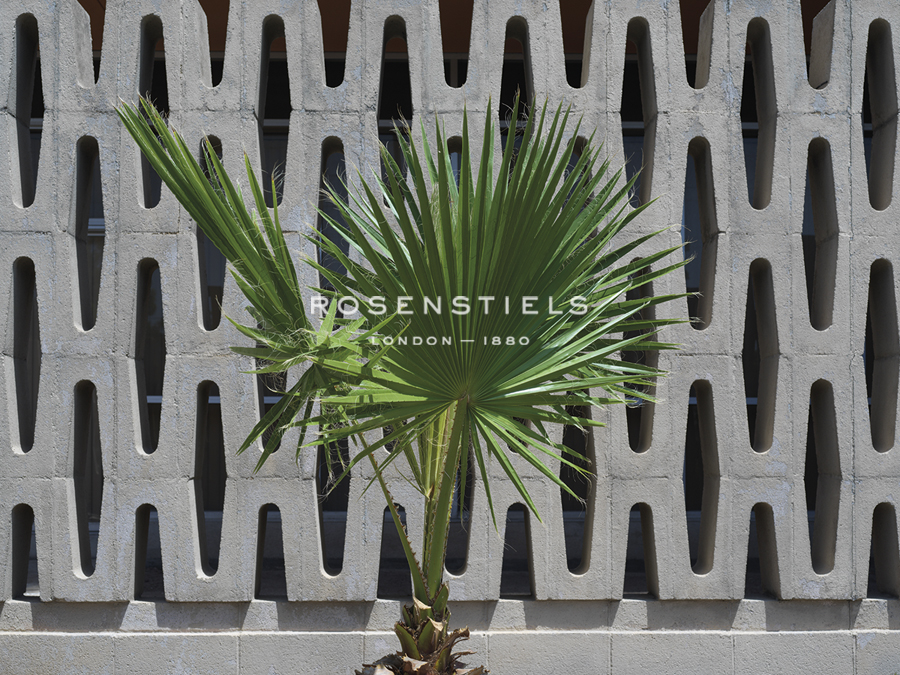 A Palm Against Grey - Andy Burgess