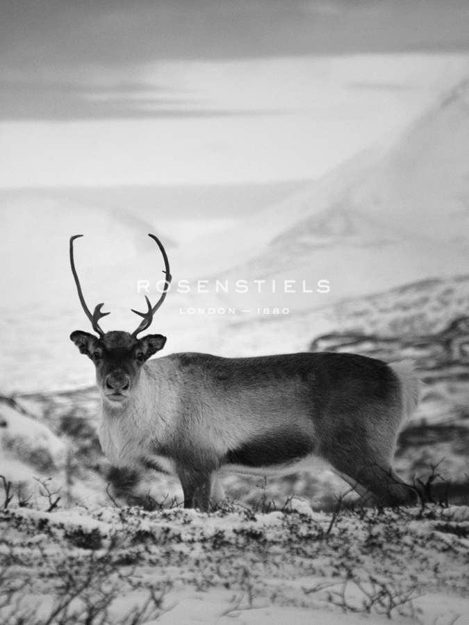 Carefree Caribou - Andreas Stridsberg