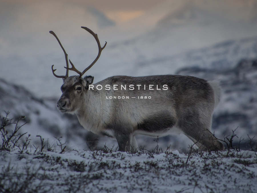 Roaming Reindeer - Andreas Stridsberg