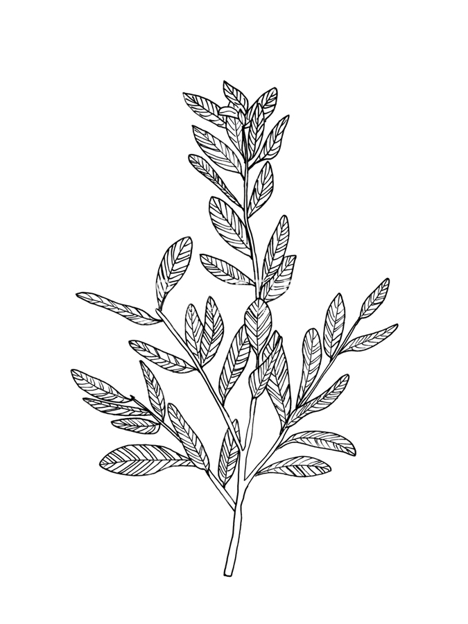 Linear Nature - Growth - Belle Poesia