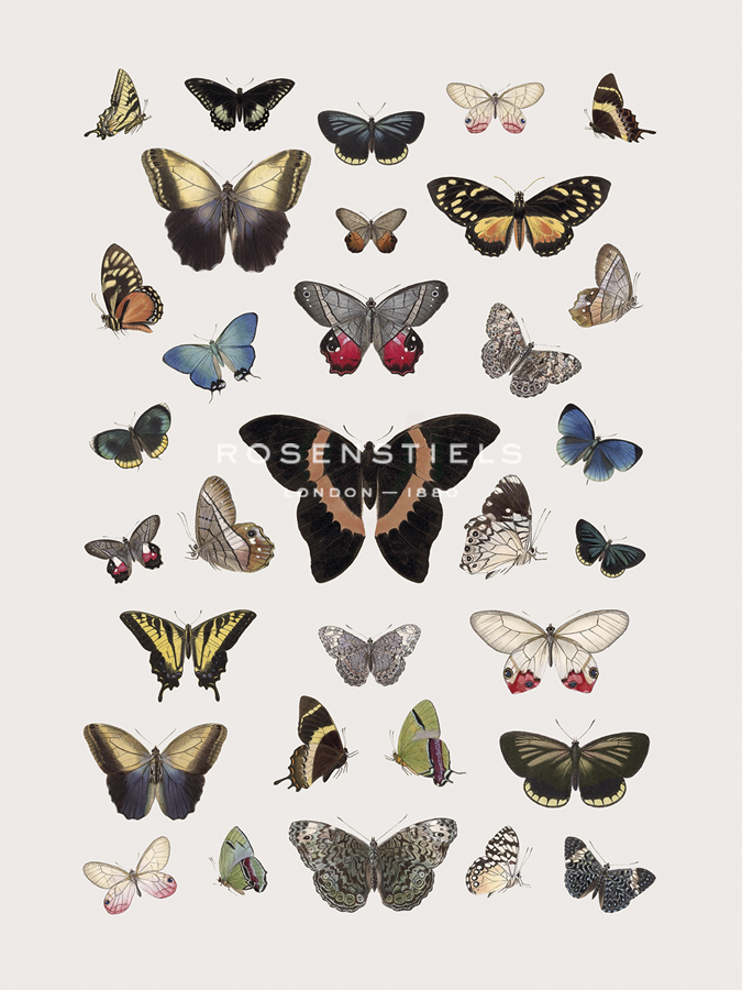Papillons - Symphony - The Drammis Collection