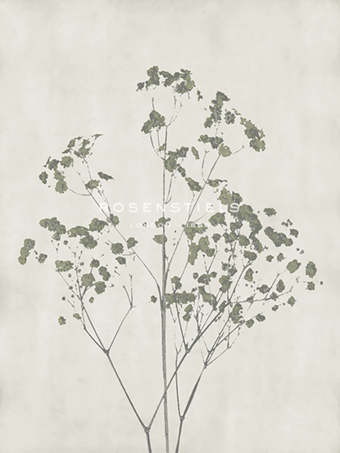 Floral Wild - Gypsophila - Collezione Botanica