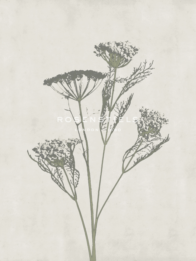 Floral Wild - Dill - Collezione Botanica