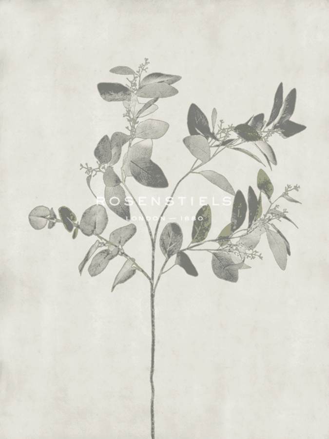 Floral Wild - Eucalyptus - Collezione Botanica