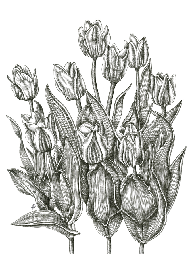 Tulip Cluster - Lucy Francis