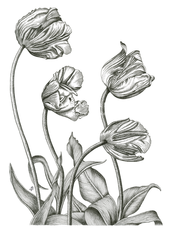 Tulip Array - Lucy Francis