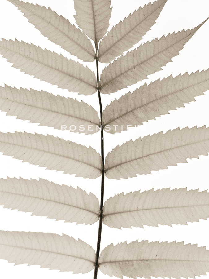 Lush Leaves - Assaf Frank