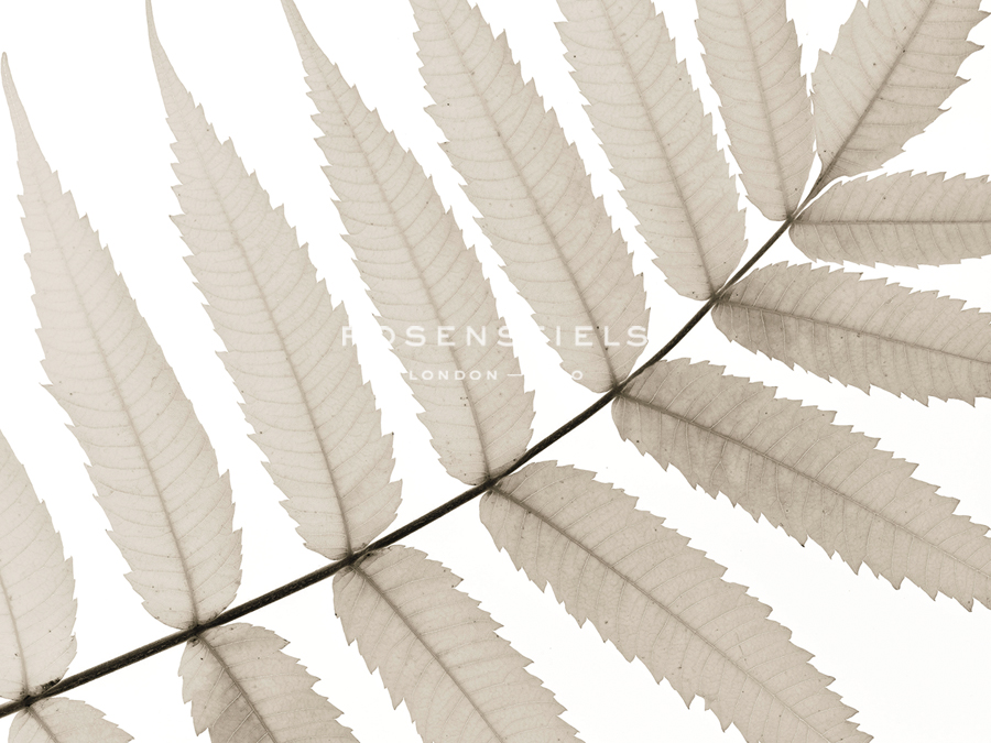 Luxurious Leaves - Assaf Frank