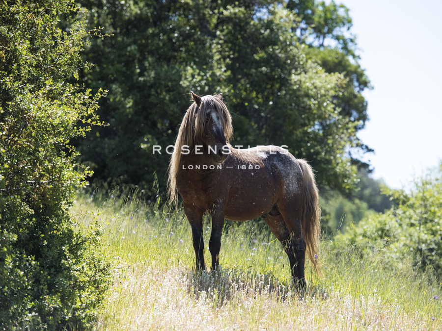 Lone Stallion - Gaetan Caron