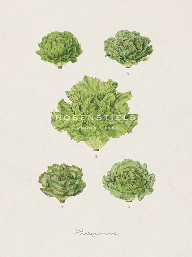 Plantes Pour Salades - The Vintage Collection