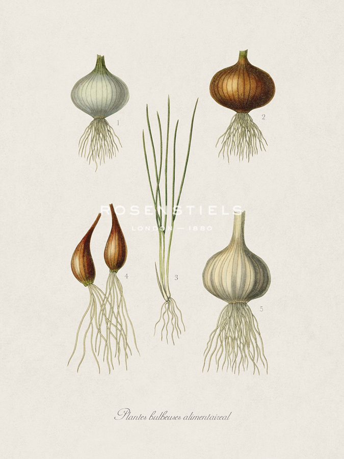 Plantes Bulbeuses Alimentaireal - The Vintage Collection