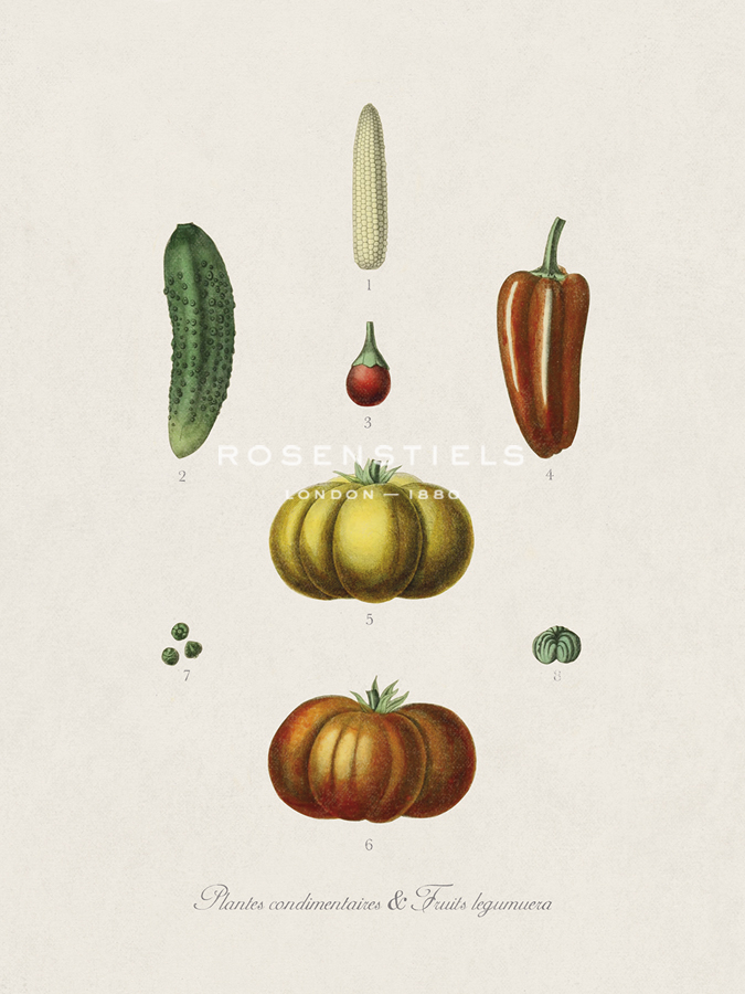 Plantes Condimentaires - The Vintage Collection