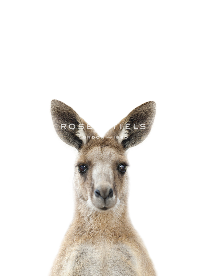 Kangaroo Friend - Marco Simoni