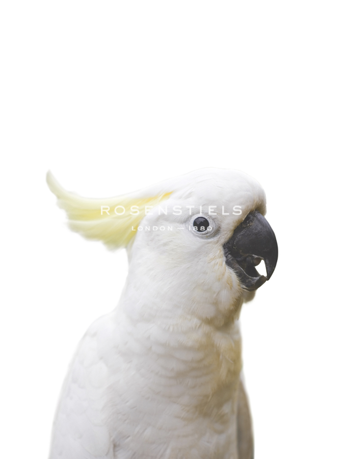 Cockatoo Friend - Andrew Watson