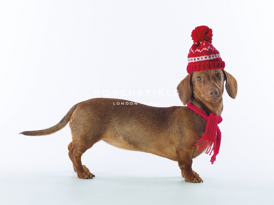 Dashing Dachshund - Assaf Frank