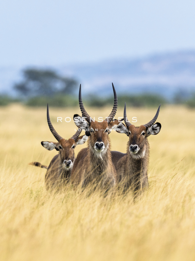 A Trio of Explorers - Nigel Pavitt