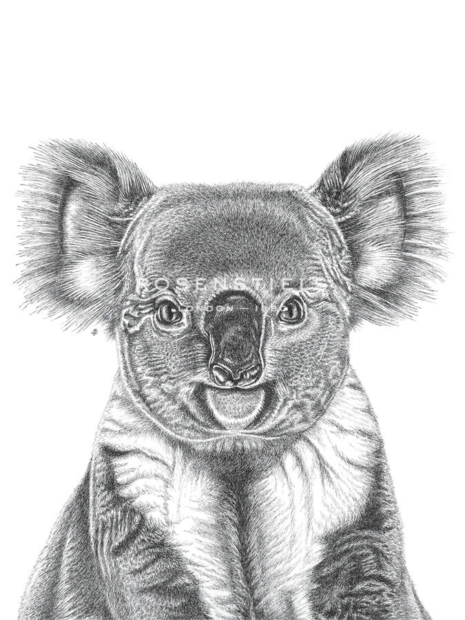 Koala Portrait - Lucy Francis