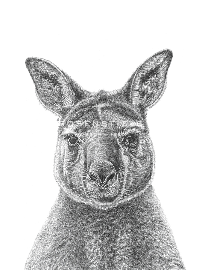 Kangaroo Portrait - Lucy Francis
