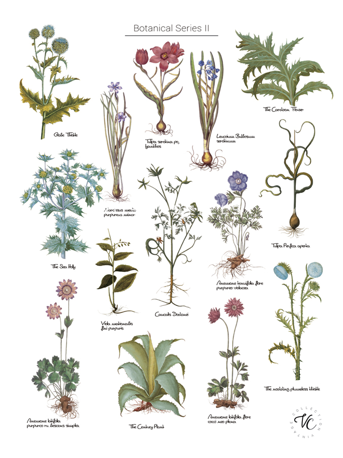 Discovery Charts - Plant - The Vintage Collection