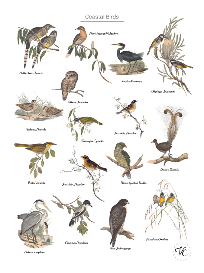 Discovery Charts - Coastal - The Vintage Collection
