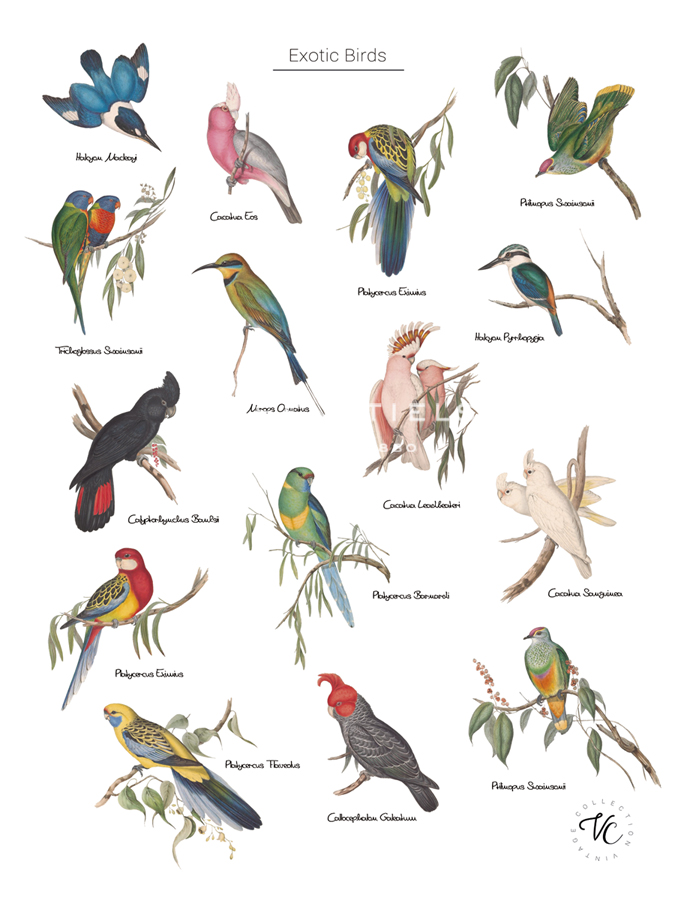 Discovery Charts - Exotic - The Vintage Collection