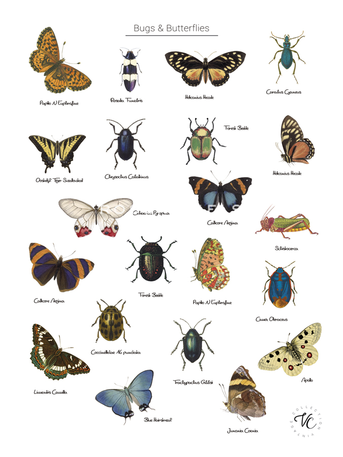 Discovery Charts - Bugs & Butterflies - The Vintage Collection