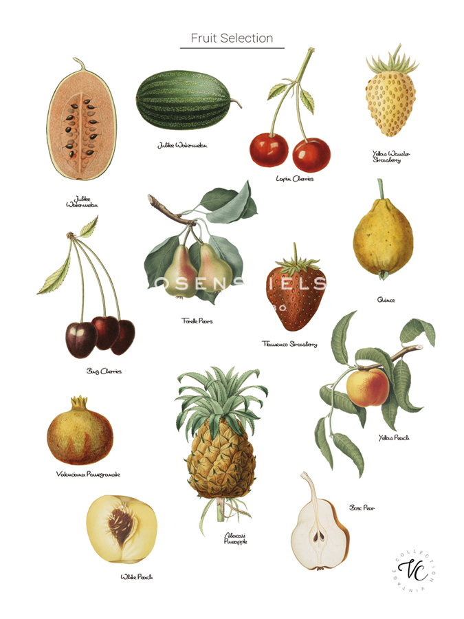 Discovery Charts - Fruit - The Vintage Collection