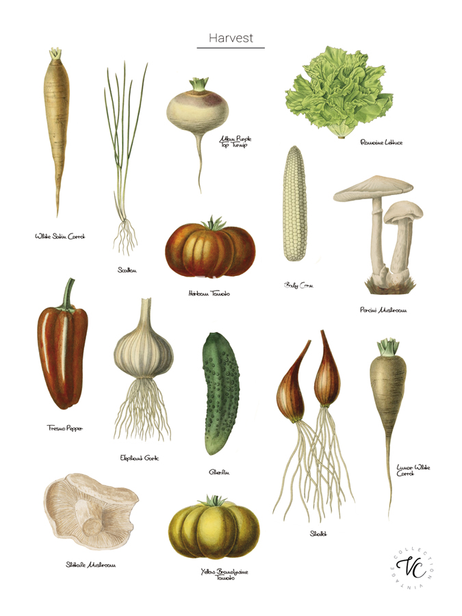 Discovery Charts - Harvest - The Vintage Collection