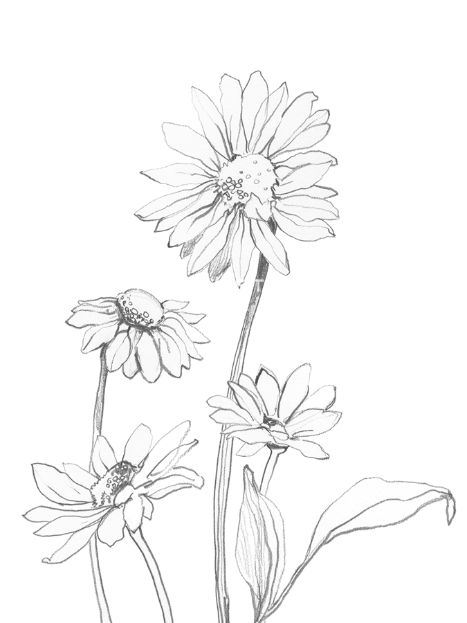 From My Garden - Focus - Sandra Jacobs